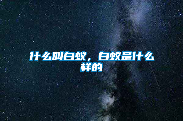 什么叫白蟻，白蟻是什么樣的