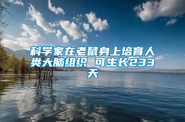 科學(xué)家在老鼠身上培育人類大腦組織 可生長(zhǎng)233天