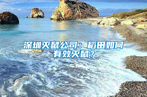 深圳滅鼠公司：稻田如何有效滅鼠？