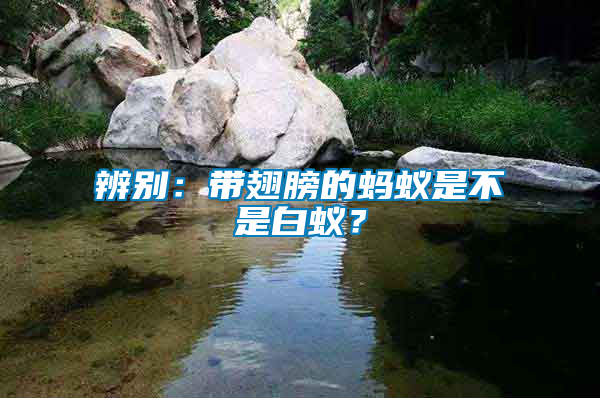 辨別：帶翅膀的螞蟻是不是白蟻？